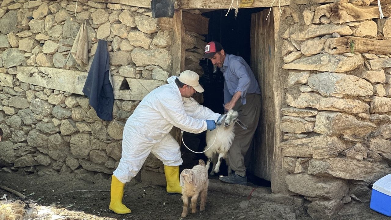 Hakkari'de Şap Hastalığına Karşı Aşı Faaliyetleri Devam Ediyor
