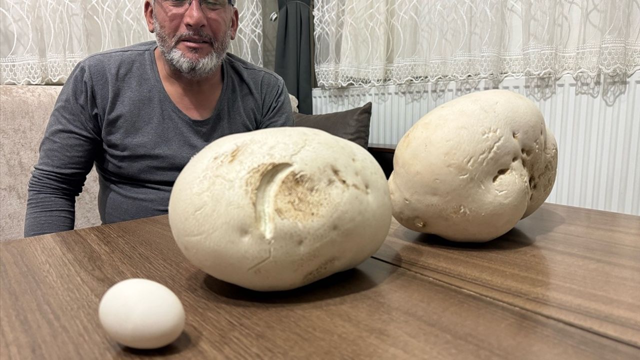 Isparta'da Doğaseverin Bulduğu Dev Mantarlar Göz Doldurdu