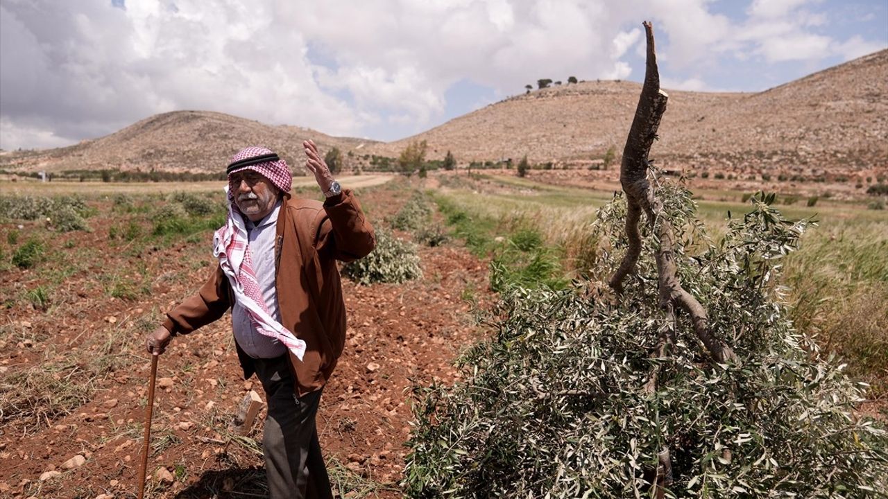 İsrail, Batı Şeria'da Zeytin Ağaçlarını Kesiyor