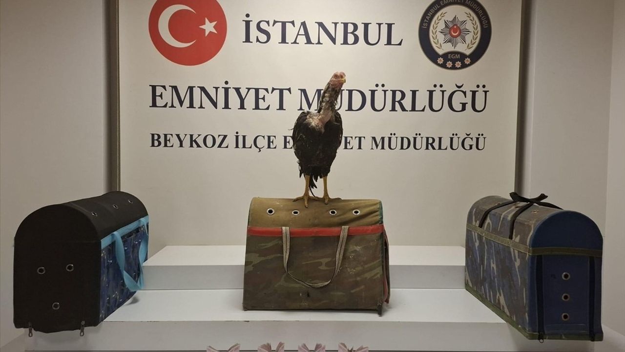 İstanbul'da Horoz Dövüştüren 21 Kişiye Rekor Ceza
