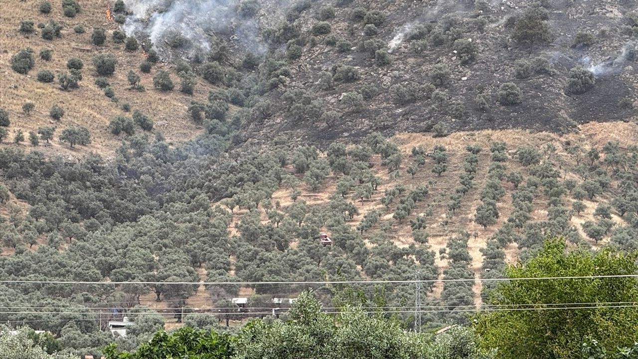 İzmir'de Zeytinlik Alanda Yangın Kontrol Altına Alındı