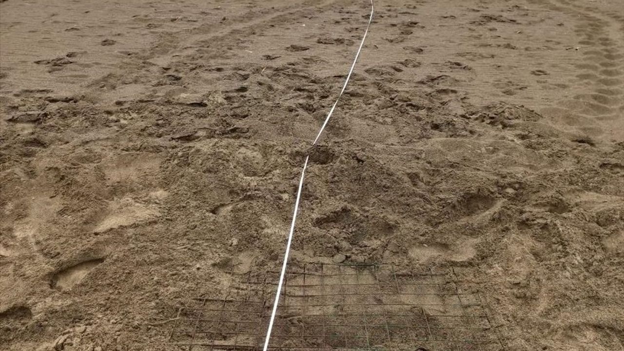 İztuzu Sahilinde Caretta Caretta Yumurta Bırakım Sezonu Başladı