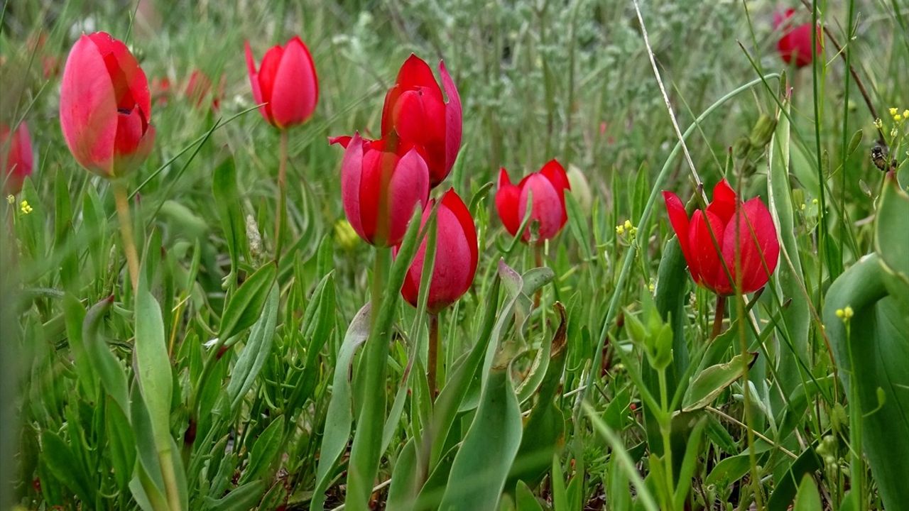 Kars'ta Eko Turizm Alanında Hafta Sonu Kalabalığı