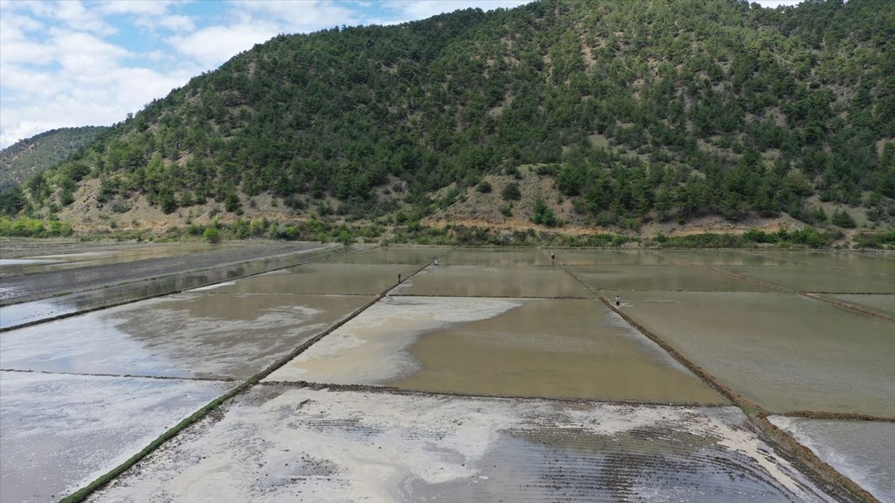 Kastamonu'da Çeltik Zamanı Leyleklere Av Avlıyor