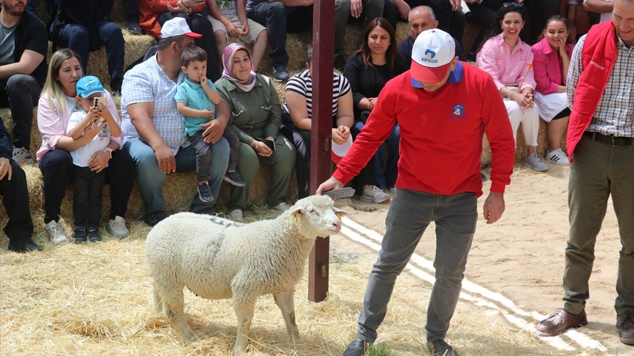 Kayseri'deki Koyun Güzellik Yarışması