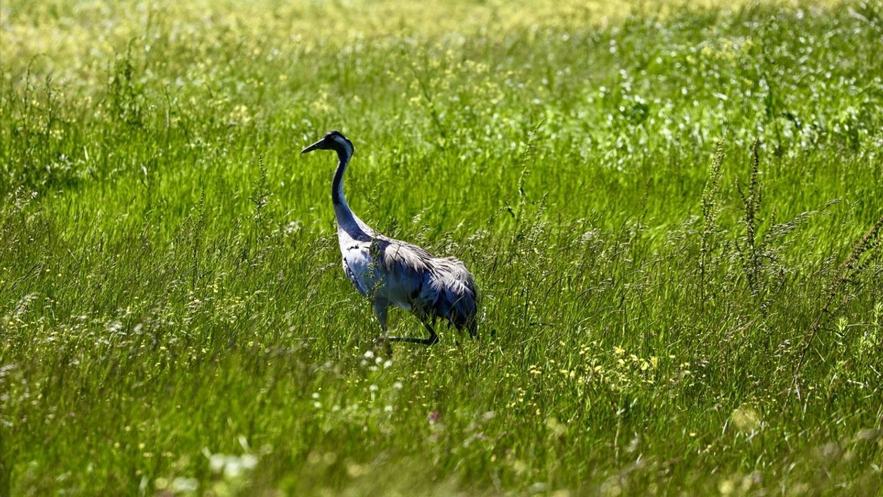 Kızılırmak Deltası'nda Turna İzleme Çalışmaları Devam Ediyor