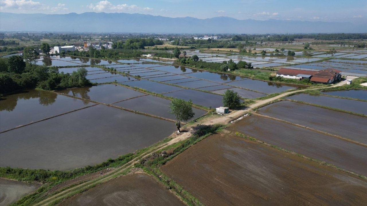 Konuralp Pirinci Ekimi Düzce'de Gerçekleşti
