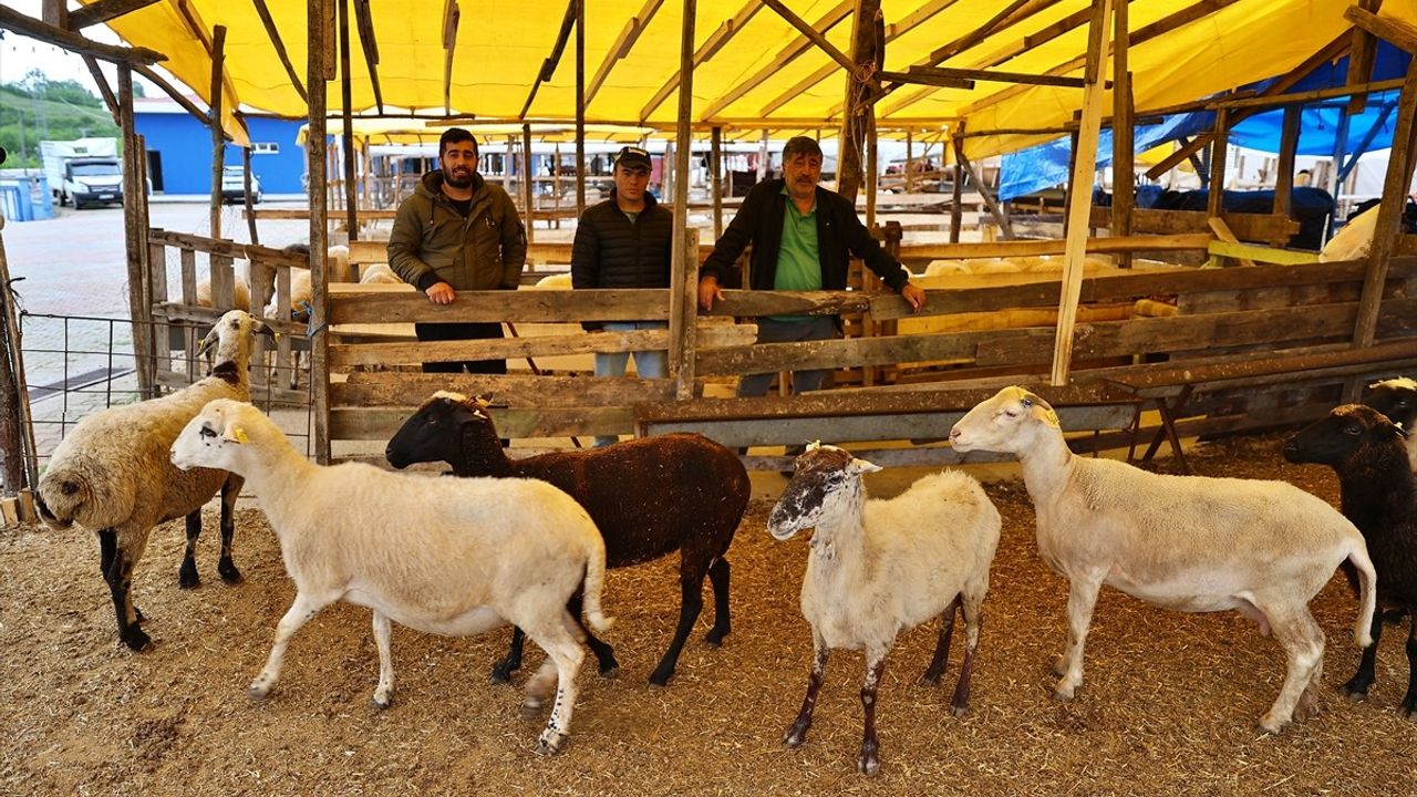 Kurban Bayramı'nda Hayvan Seçimi ve Kesimi İçin Önemli Tavsiyeler