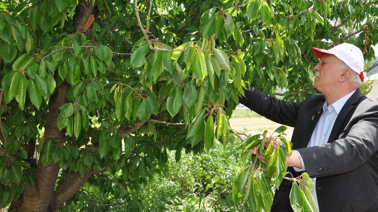 Kütahya'da Zirai Dondan Etkilenen Kiraz Bahçeleri İncelendi