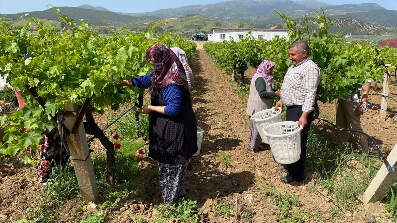Manisa'da Asma Yaprağı İle Ek Gelir İmkanları