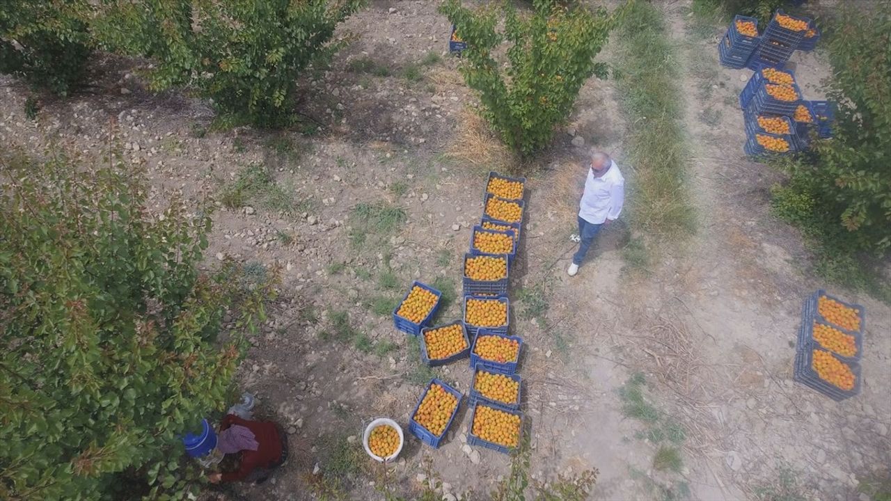 Mersin'de Mut Kayısısı Hasadı Devam Ediyor