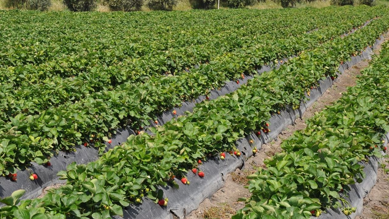 Mersin'de Silifke Çileği Hasadı Devam Ediyor