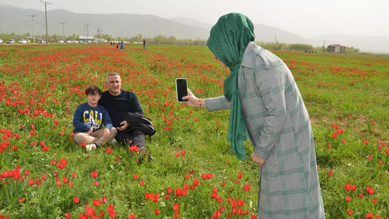 Muş Ovası'nda 'Muş 1071' Laleleri Renk Cümbüşü Yarattı