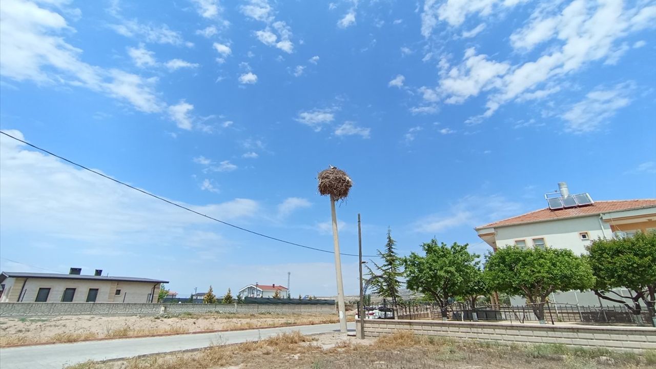 Nevşehir'de Leylek Ailesine Elektrik Direği Tahsisi