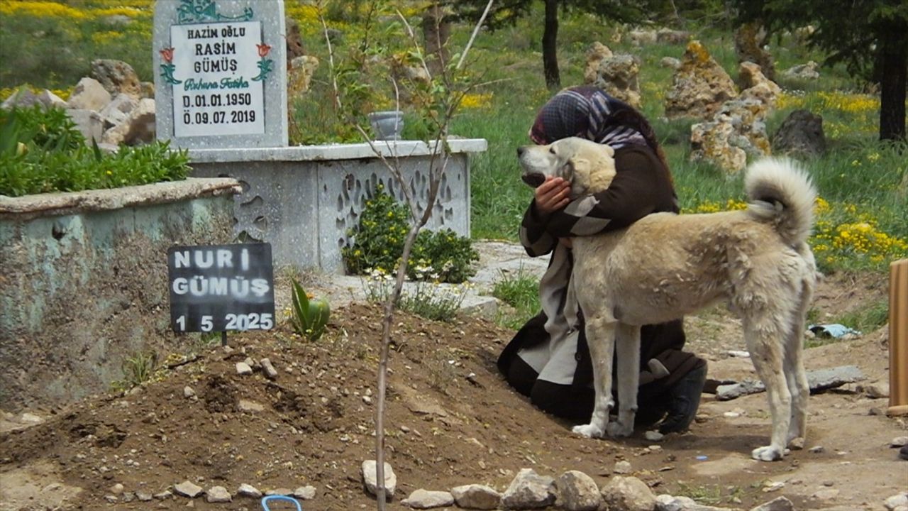 Sadık Köpek Garip'in Sadakat Hikayesi