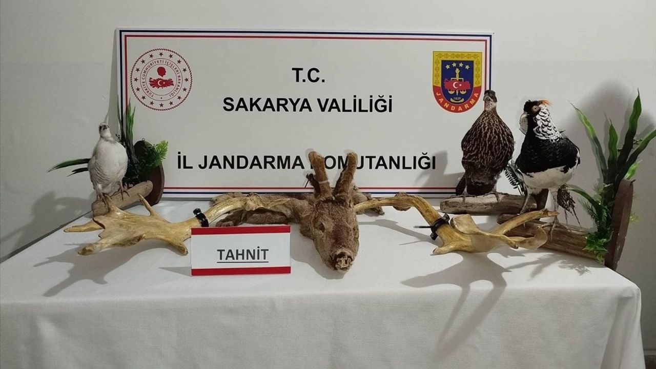 Sakarya'da Yapılan Kaçak Hayvan Operasyonu