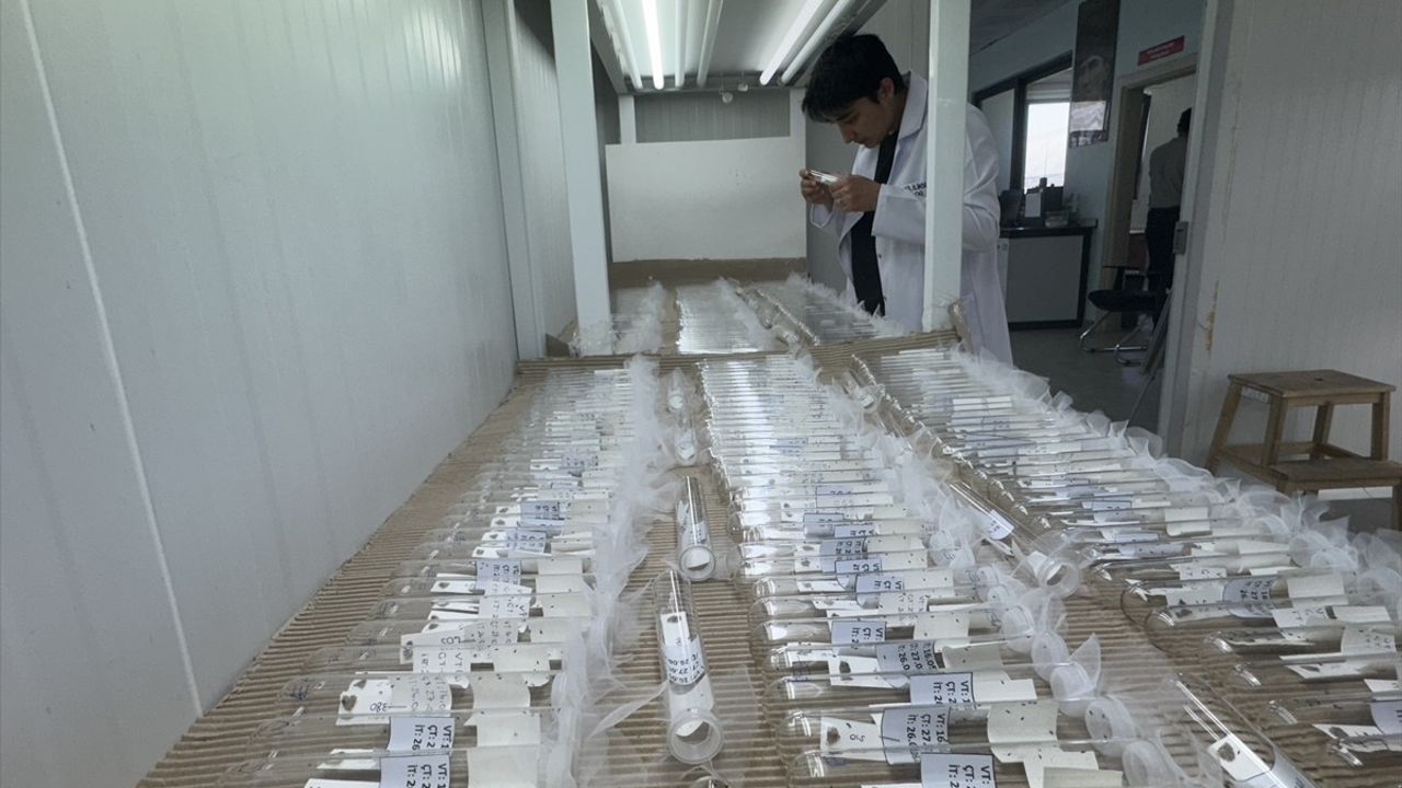 Samsun'da Kahverengi Kokarca ile Mücadele için 750 Bin Parazitoit Yumurtası Üretildi