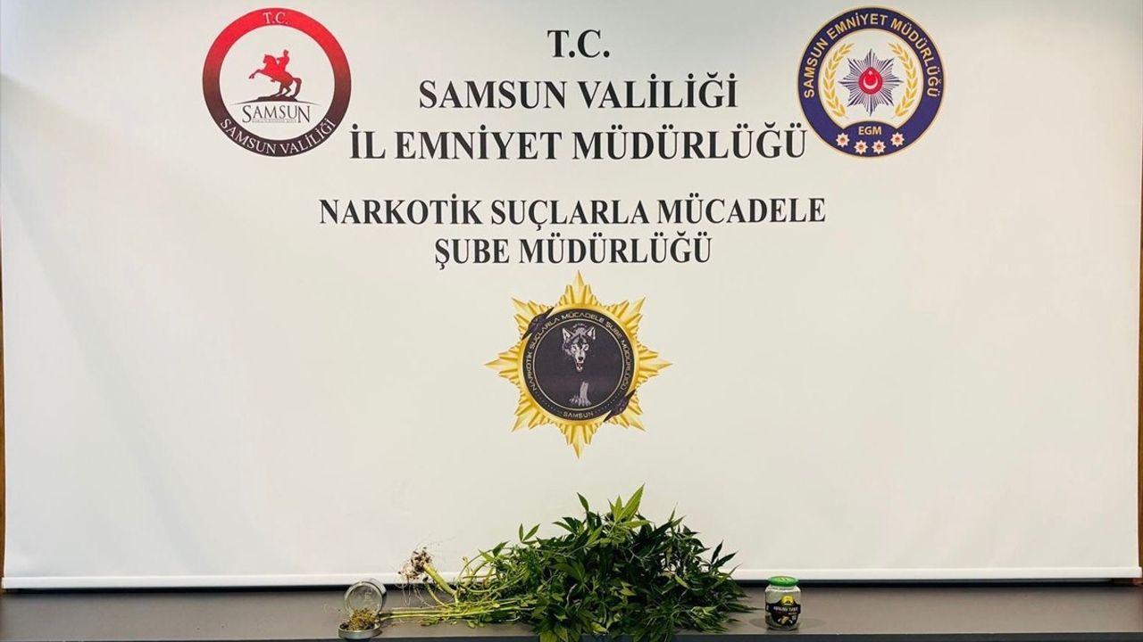 Samsun'da Kenevir Yetiştiren İki Şüpheli Gözaltına Alındı