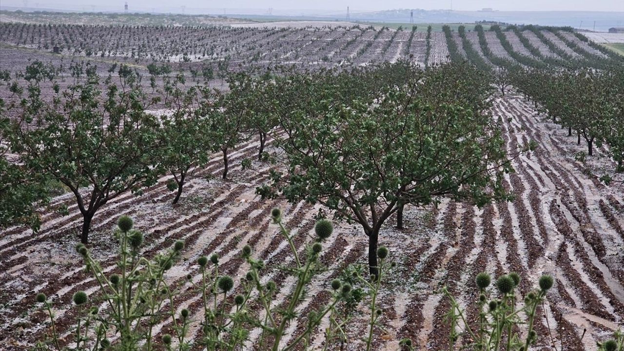 Şanlıurfa'da Dolu Felaketi: Tarım Alanlarına Zarar