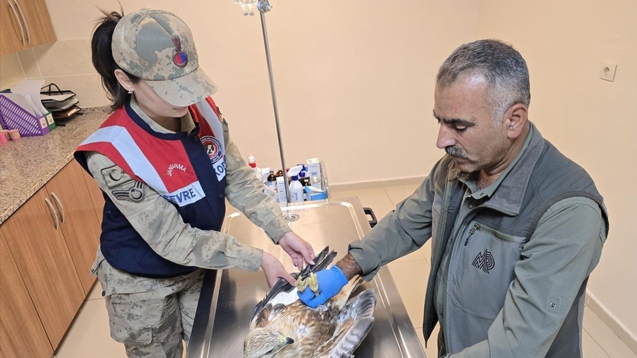 Şanlıurfa'da Yaralı Kartal Tedavi Ediliyor