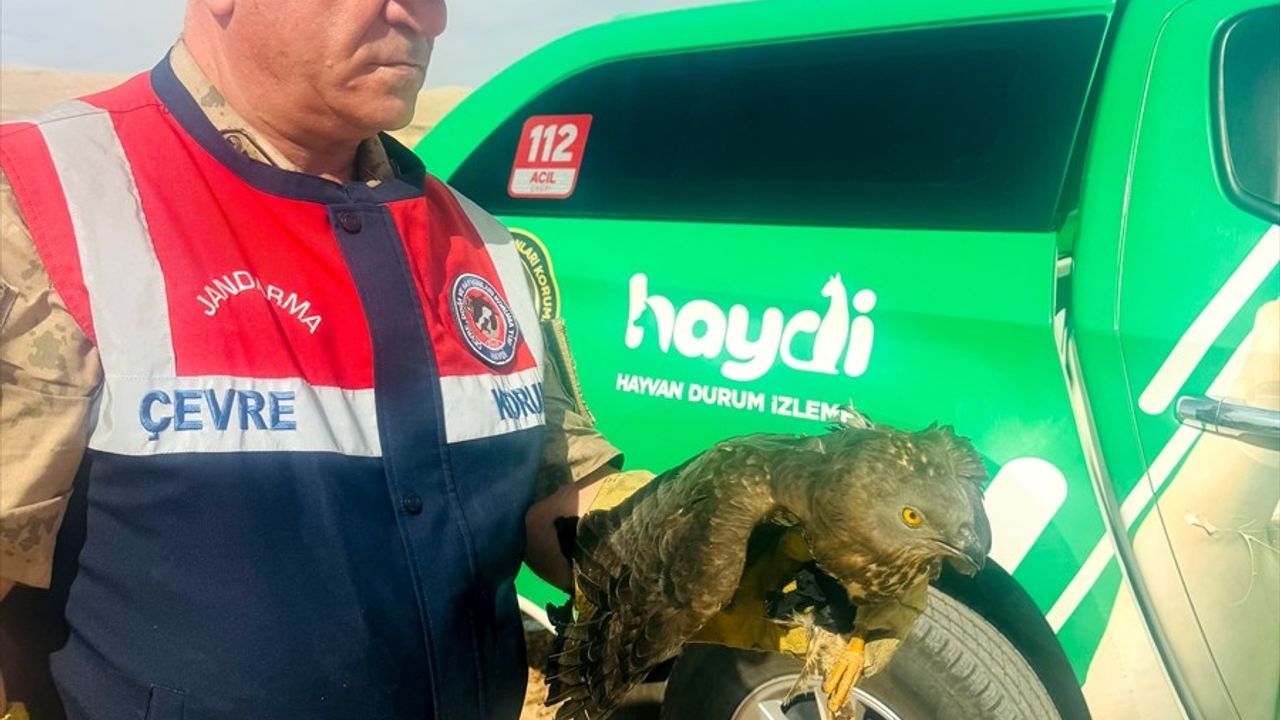 Şanlıurfa'da Yaralı Kızıl Şahin Kurtarıldı