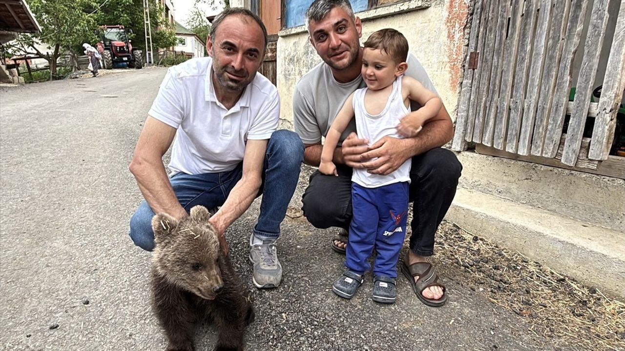 Sinop'ta Anneden Uzak Yavru Ayı Koruma Altında
