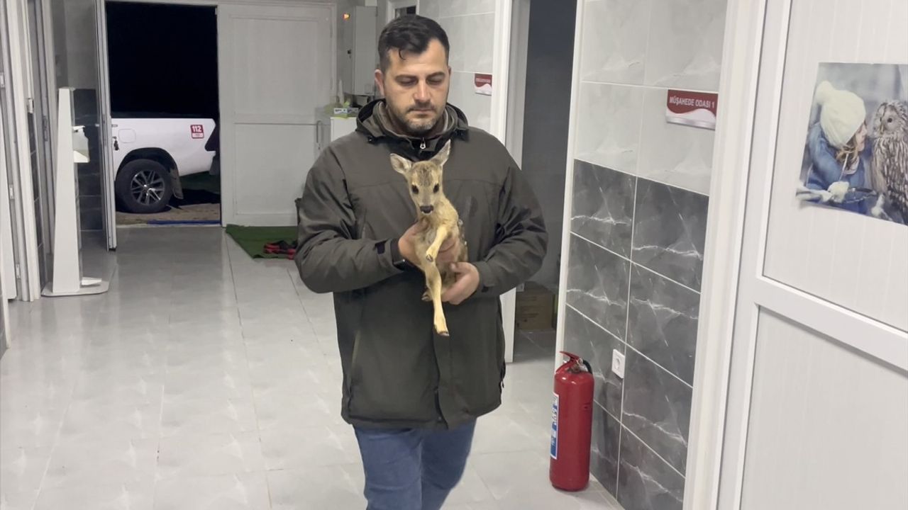 Sinop'ta Yavru Karaca Kurtarıldı