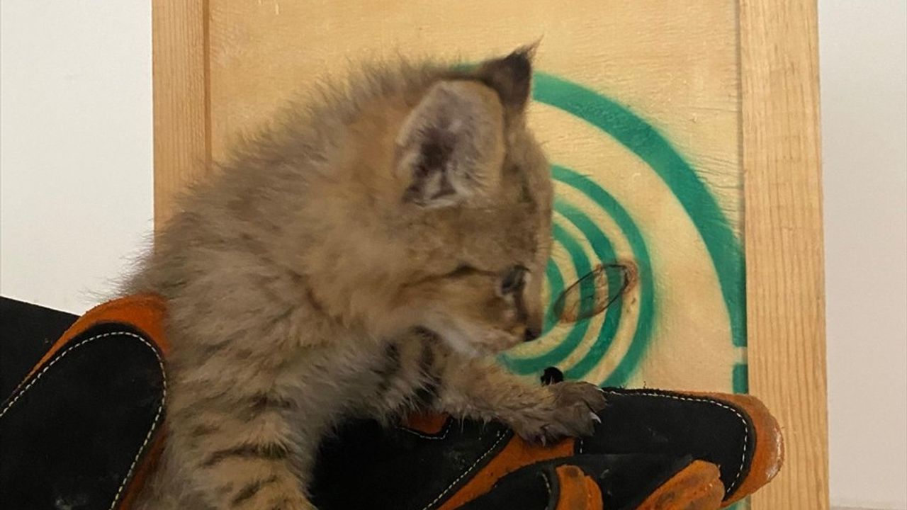 Şırnak'ta Saz Kedisi Yavrusuna Hayat Verildi