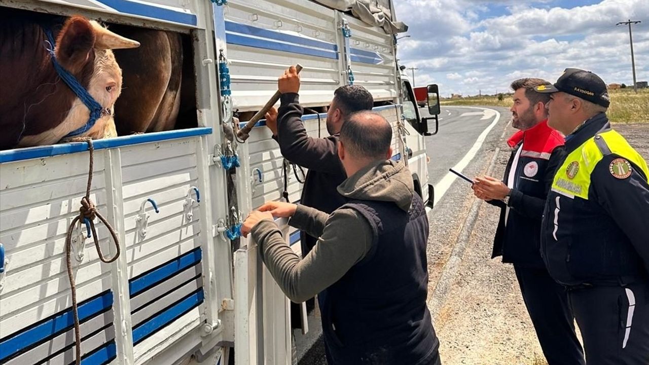 Tekirdağ'da Kaçak Hayvan Taşımacılığına 105 Bin Lira Ceza