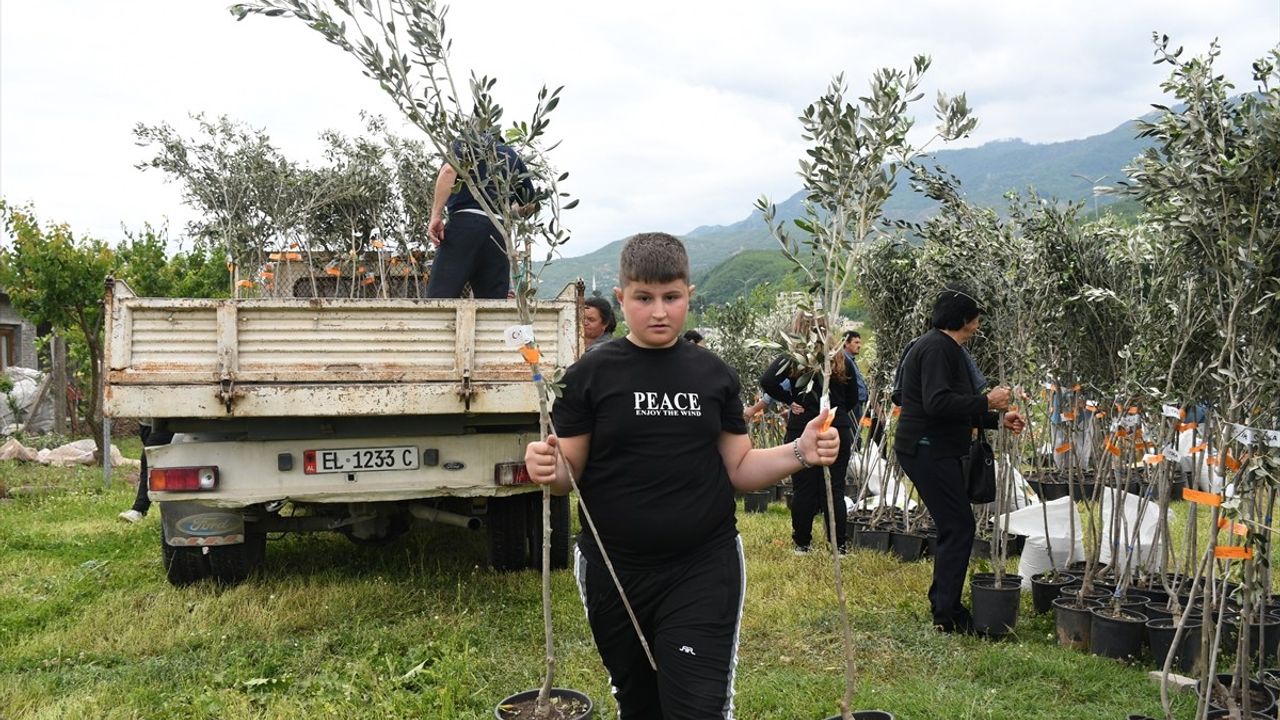 TİKA'dan Arnavutluk'a Zeytin Fidanı Desteği