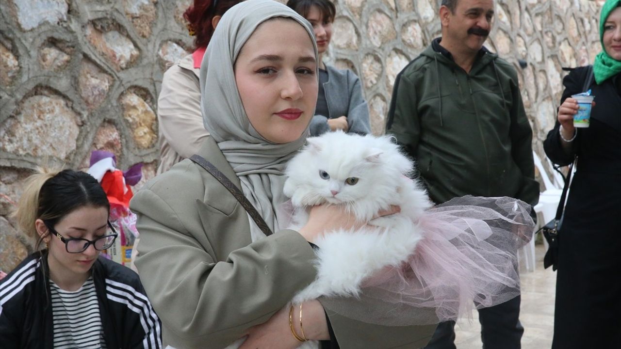 Tokat'ta Kedi Güzellik Yarışması Düzenlendi