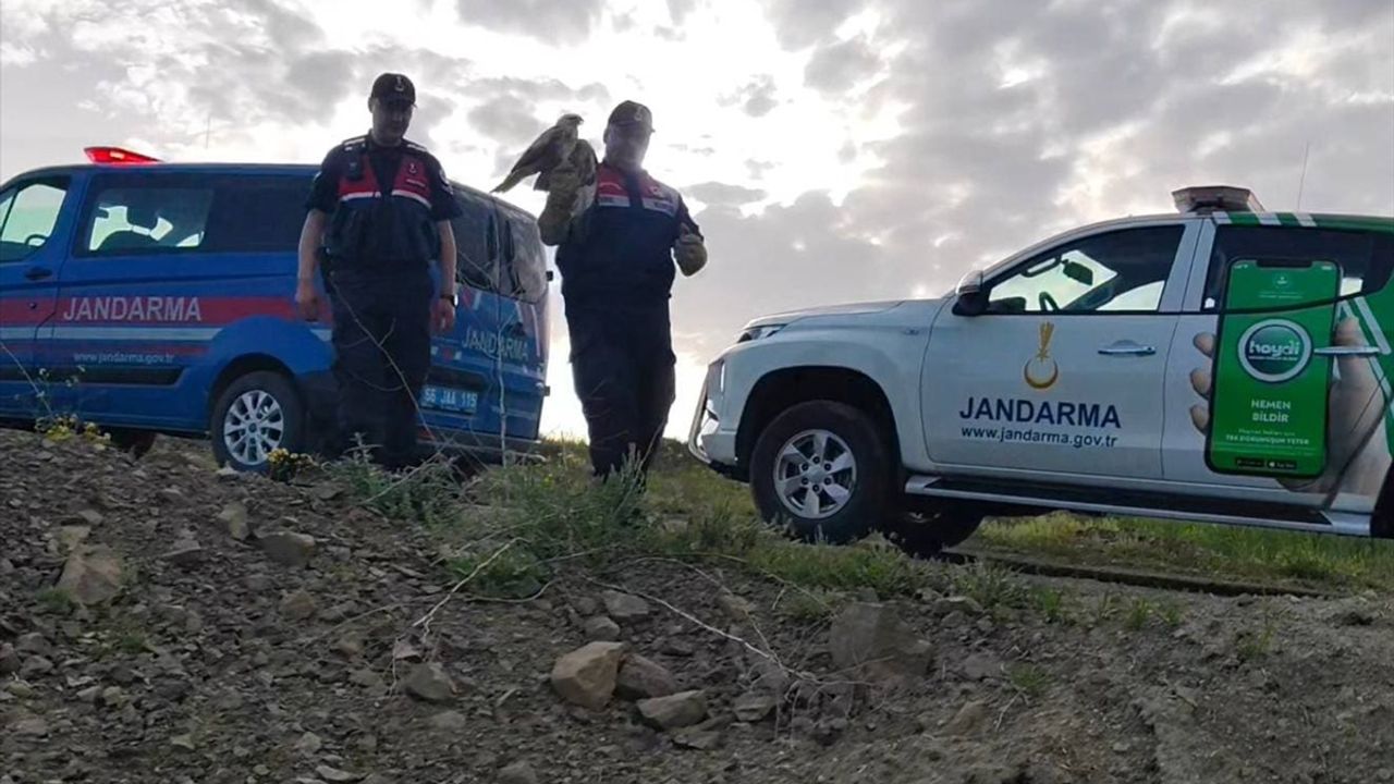 Yozgat'ta Yaralı Şahin Tedavi Altına Alındı
