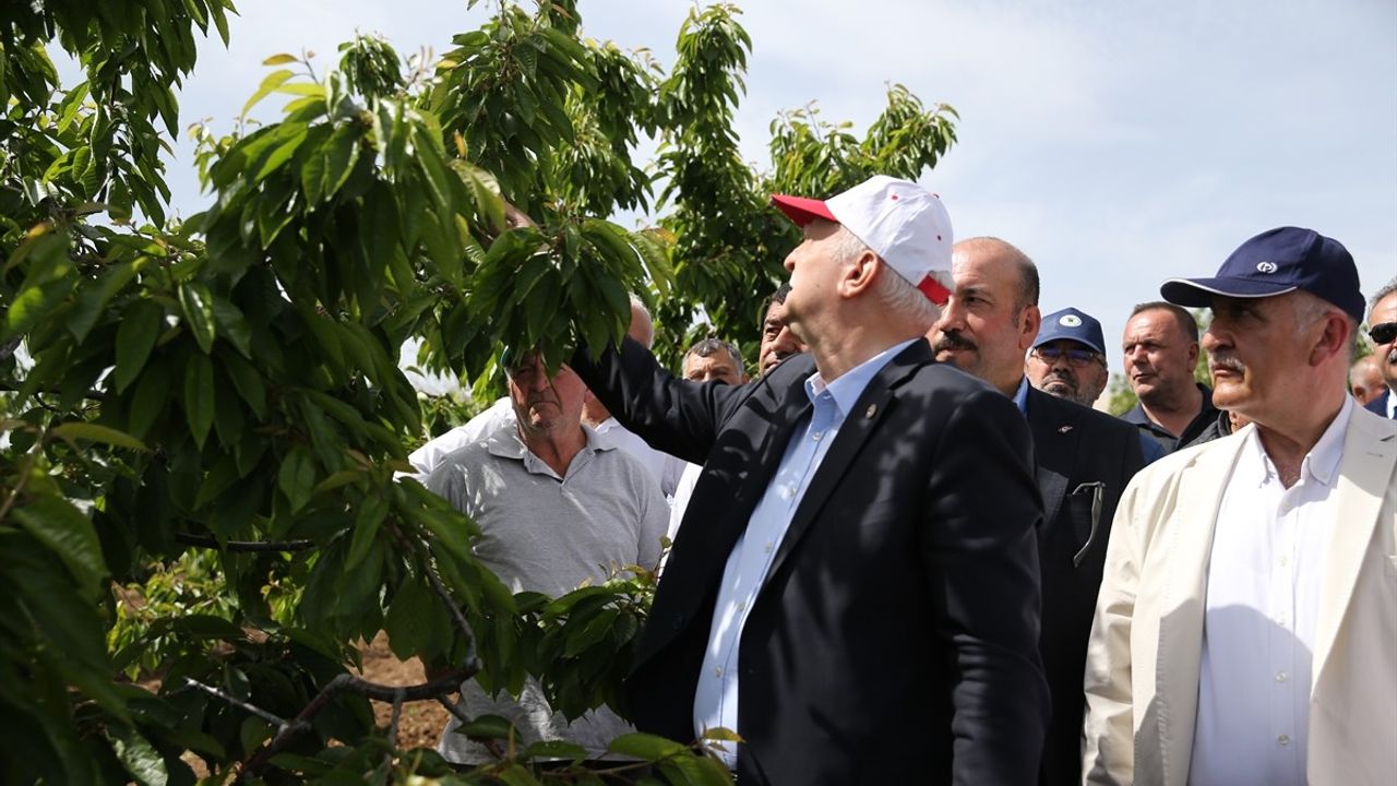 Zirai Dondan Etkilen Kiraz Bahçeleri İncelendi