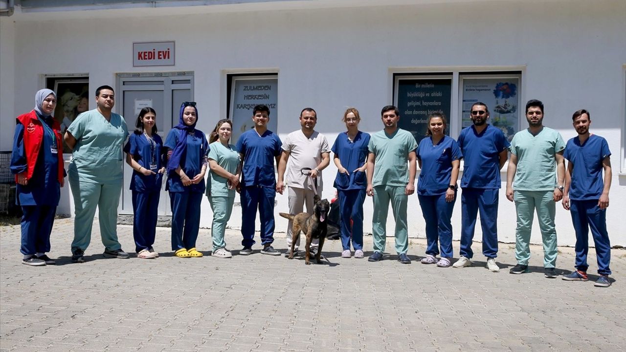 Anadolu Ajansı'nın Yeni Arama Kurtarma Köpeği: ŞubAAt