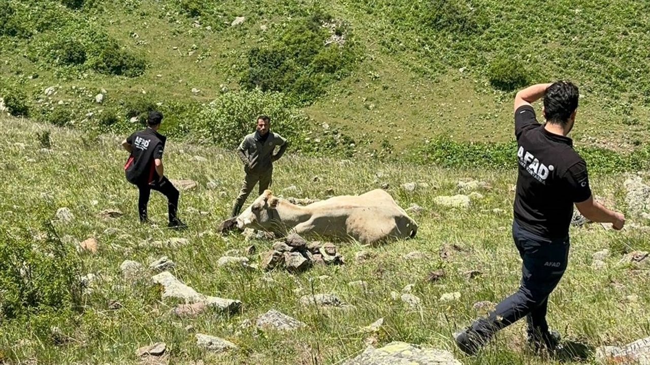 Ardahan'da kayalıklardan düşen büyükbaş hayvan kurtarıldı