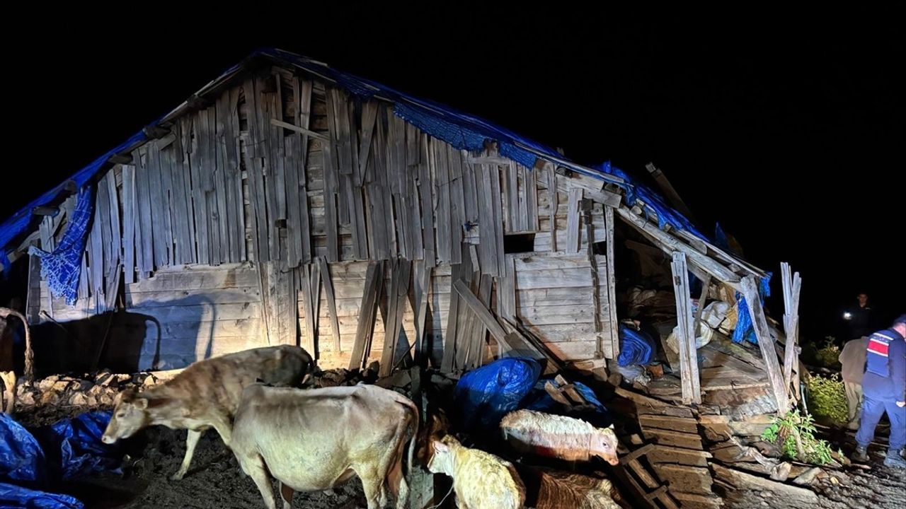 Artvin'de Çöken Ahırda 33 Büyükbaş Hayvan Kurtarıldı