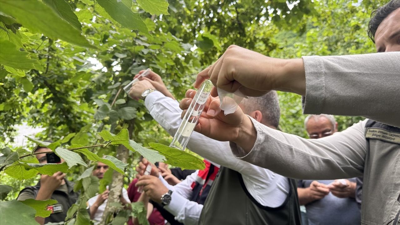 Artvin'de Kahverengi Kokarcaya Karşı Samuray Arıları Doğaya Salındı