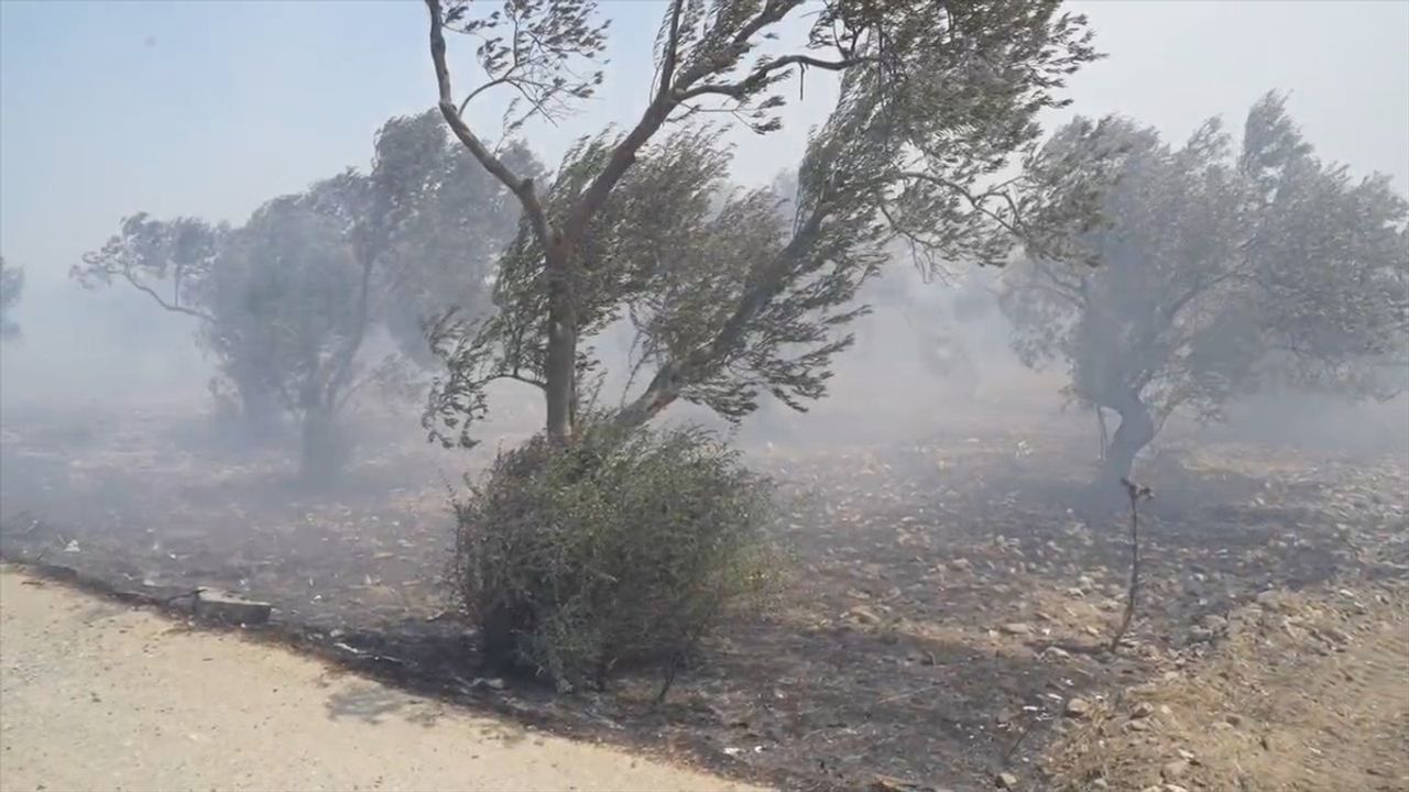 Balıkesir'de Zeytin Bahçelerine Sıçrayan Yangın Kontrol Altına Alındı