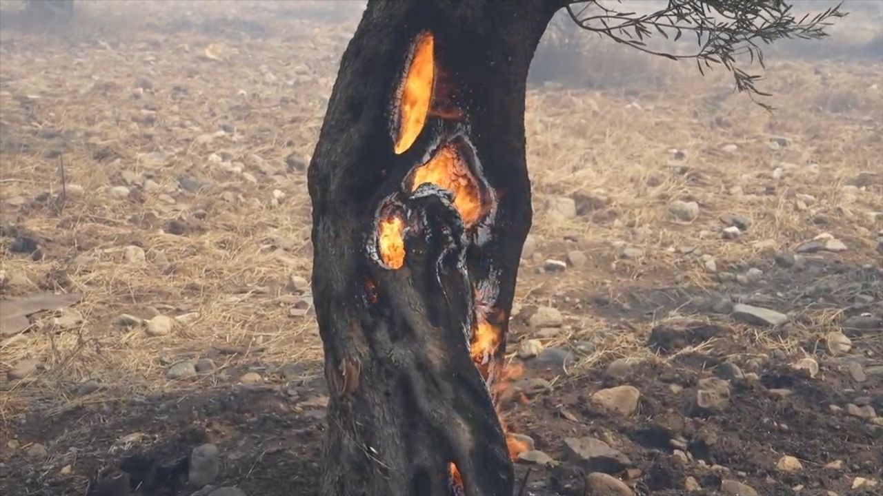 Balıkesir'deki Yangın Zeytinliklere Sıçradı