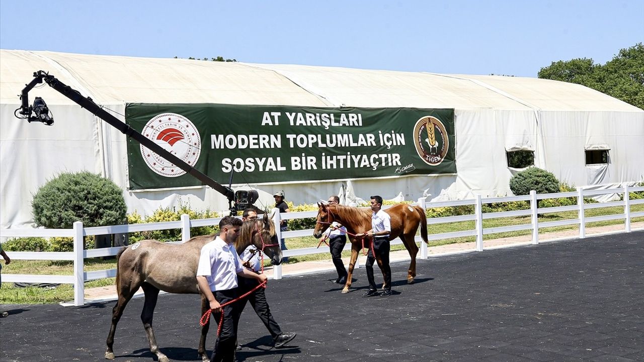 Bursa'da 55 Safkan Arap Tayının Satışı Yapıldı