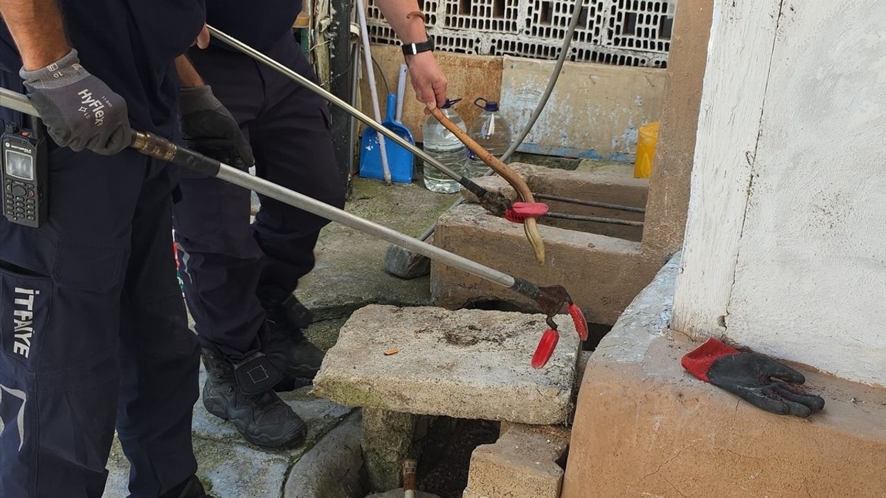 Bursa'da Evin Bahçesindeki Oluklu Kertenkele Doğaya Salındı