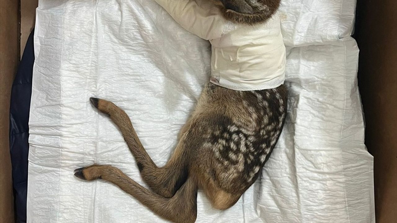 Çankırı'da Yaralı Karaca Yavrusuna Acil Tedavi