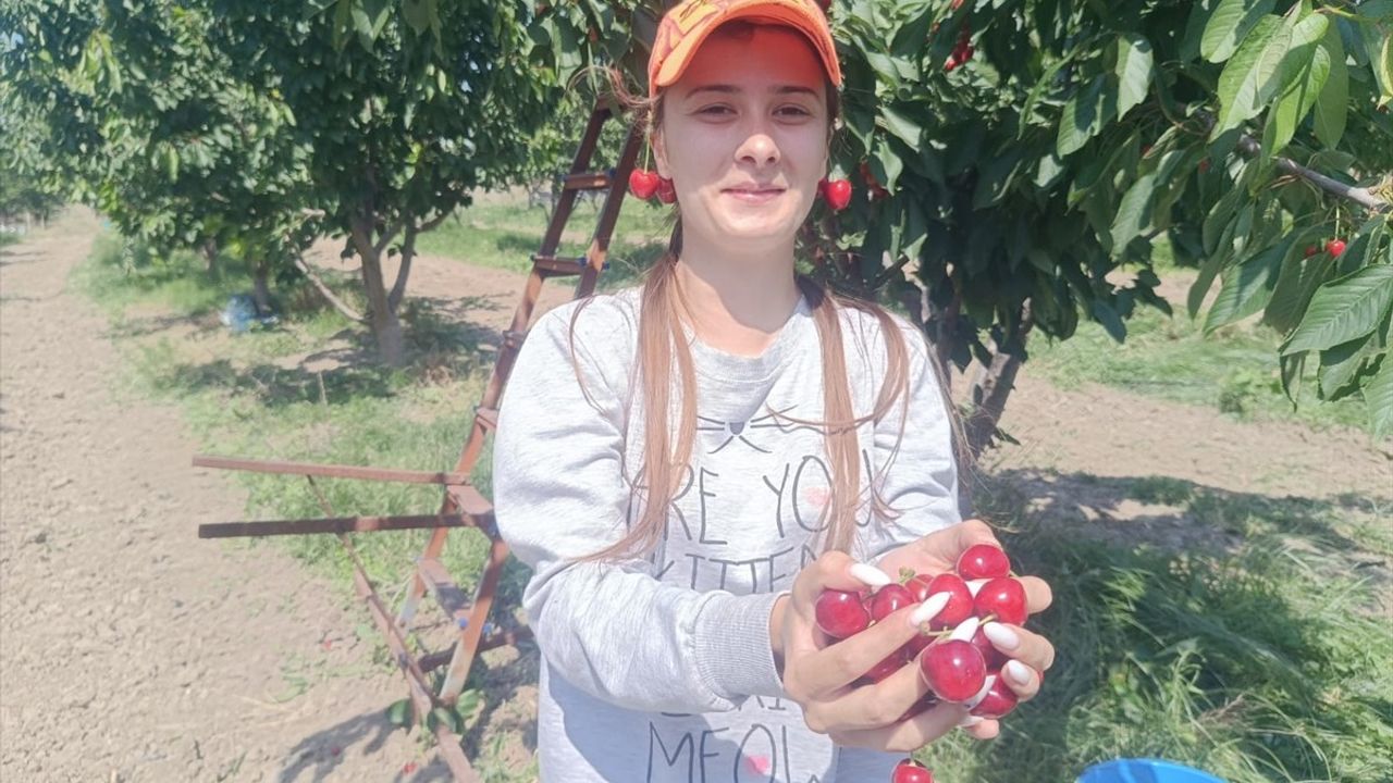 Edirne'de Çeribaşı Kirazı Hasadı Başladı