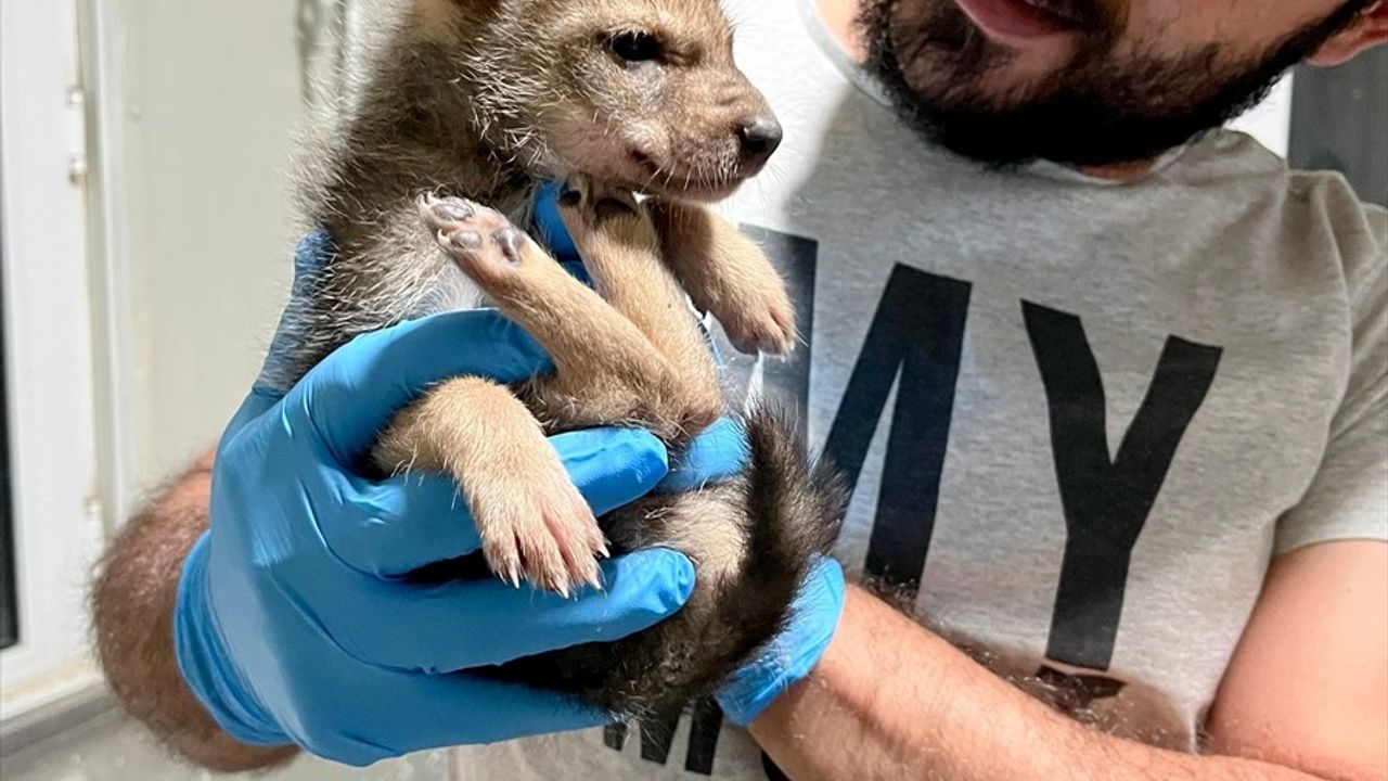Erzurum'da Kurt Yavrusu Koruma Altına Alındı