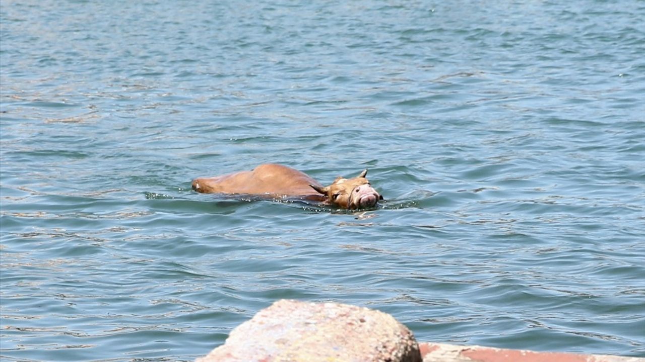 Giresun'da Kaçan Kurbanlık Balıkçı Kulübesinde Yakalandı