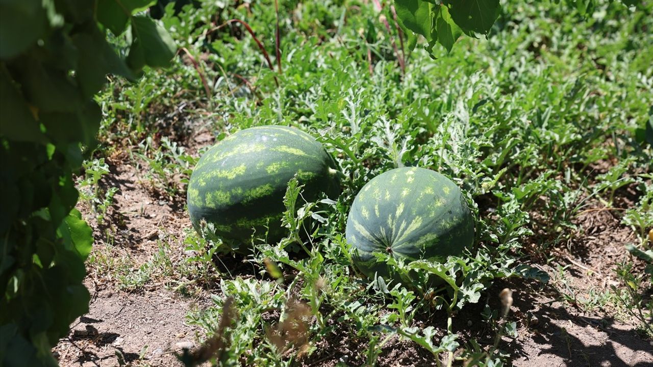 Iğdır'da Karpuz Hasadı Başladı