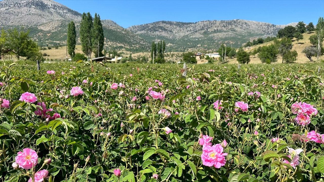 Isparta'da Gül Hasadı Devam Ediyor