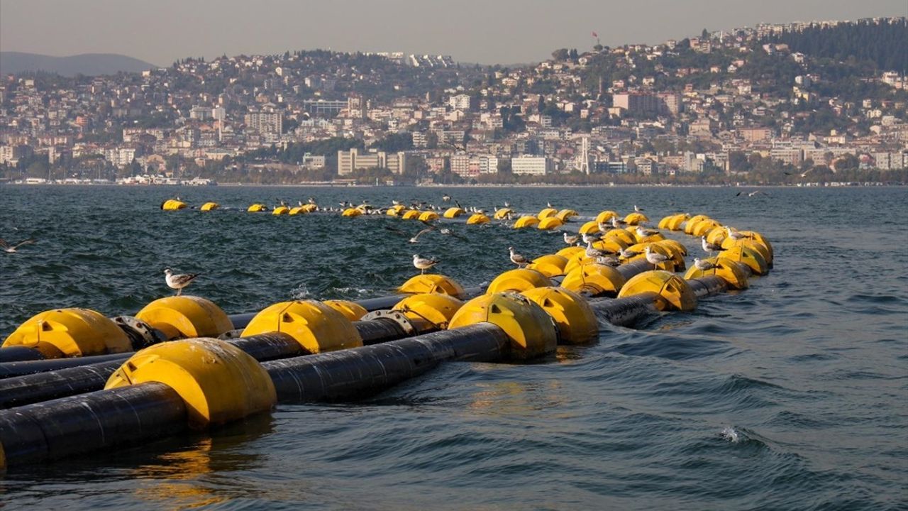 İzmit Körfezi'nde Çevresel İyileşme ve Balık Popülasyonunda Artış