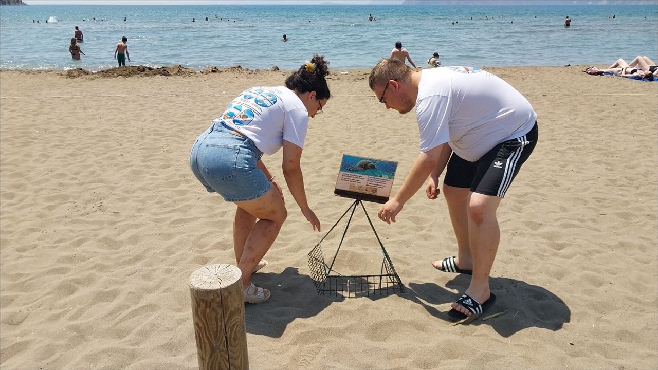 İztuzu Plajı'nda Caretta Caretta Yuvaları 300'e Ulaştı