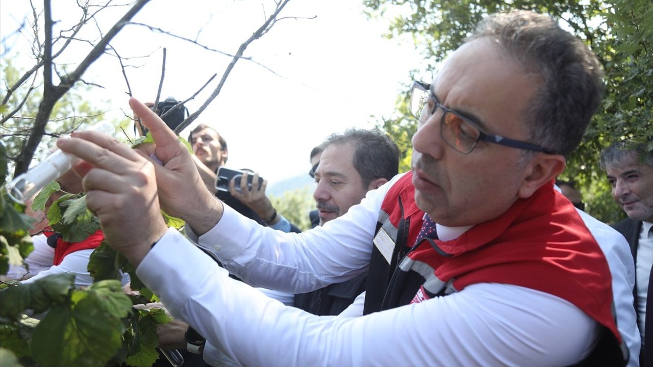Kahverengi Kokarca ile Biyolojik Mücadele: Samuray Arısının Doğaya Salımı Gerçekleşti